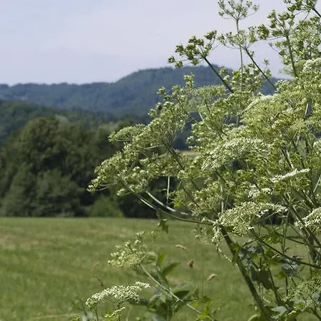 מלון Hotel Medno 3*